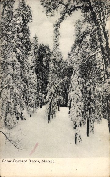 KP Murree Pakistan, Drzewa Pokryte Śniegiem