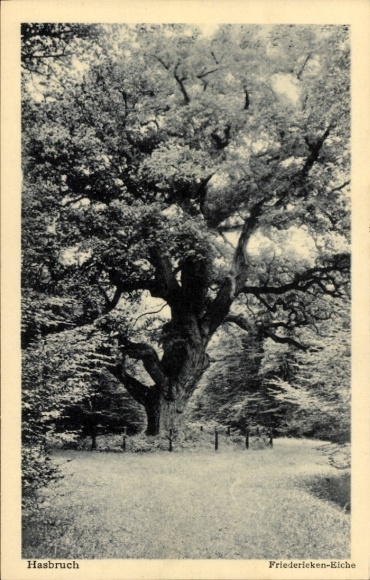 Postcard Hude near Oldenburg, Hasbruch primeval forest, Friederiken oak