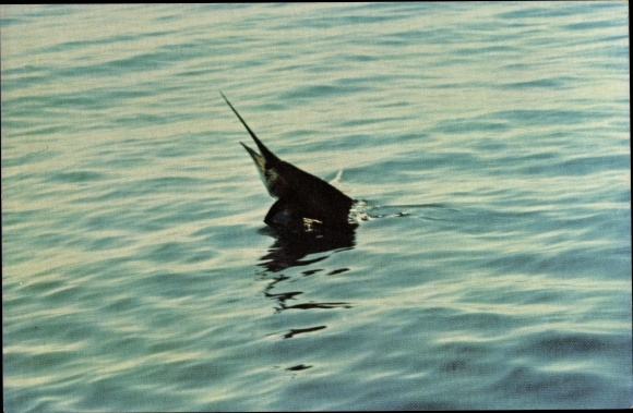 Ak Bimini Bahamas, Sailfish Catch, Fisch im Wasser