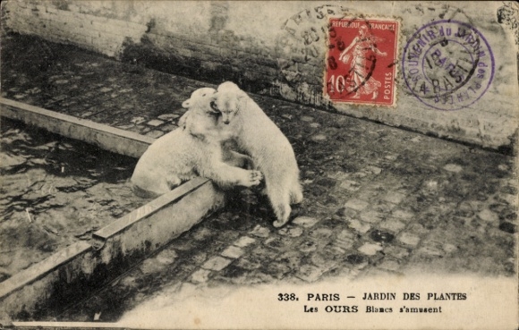 Postcard Paris, Jardin des Plantes, The White Bears are having fun