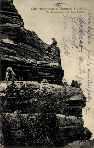 Postcard Hamburg Eimsbüttel Stellingen, Carl Hagenbecks Tierpark, Hamadryas baboons on the rock