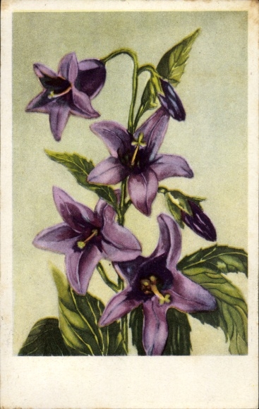 Künstler Ak Baass, H. A., Nesselblättrige Glockenblume