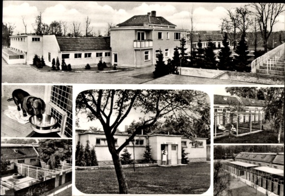 Postcard Berlin Steglitz Lankwitz, Animal Welfare Association, Dessauerstraße 21 - 25, Dog
