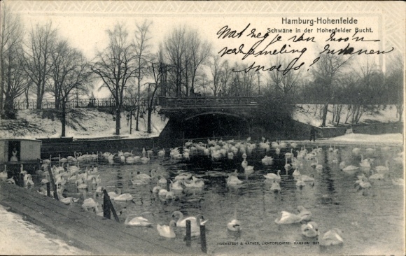 Postcard Hamburg Hohenfelde, swans, Hohenfelde Bay