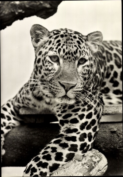 Postcard Leopard in the Bad Kösen animal enclosure
