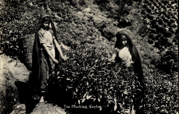 Postcard Ceylon Sri Lanka, tea picking