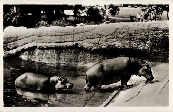 Ak Hamburg Stellingen, Carl Hagenbecks Tierpark, Nilpferde