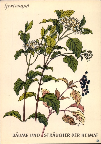 Postcard dogwood, trees and shrubs of the homeland, DJH youth hostel groschen