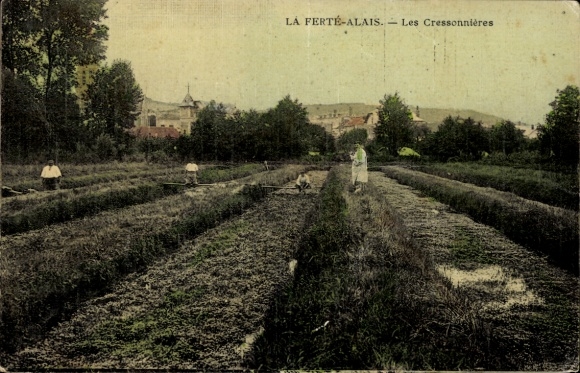 Ak La Ferté Alais Essonne, les Cressonnières
