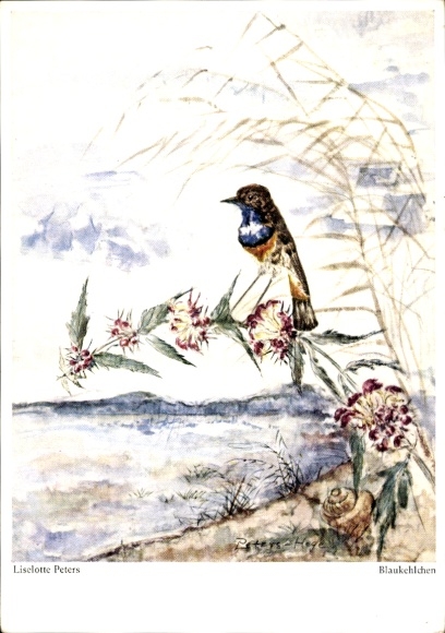 Künstler Ak Peters, Liselotte, Blaukehlchen