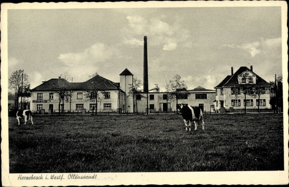 Ak Herzebrock Clarholz in Westfalen, Ottensarndt, Kühe