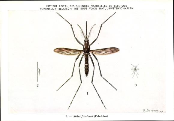 Artist PC Devuyst, Aedes fasciatus, mosquito