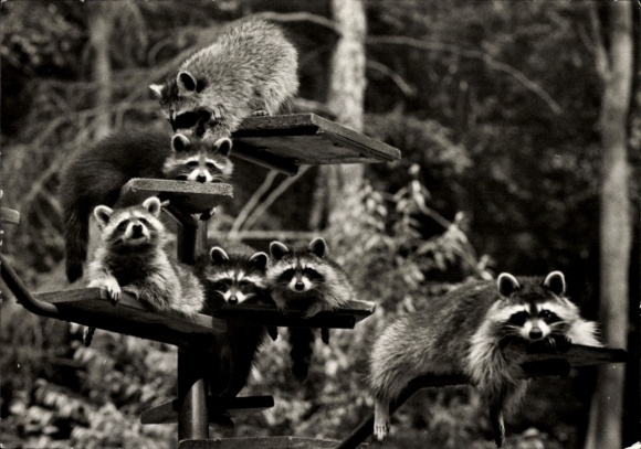 Postcard Finow Eberswalde in der Mark, zoo, raccoons