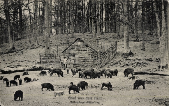 Postcard Greetings from the Harz, wild boar feeding