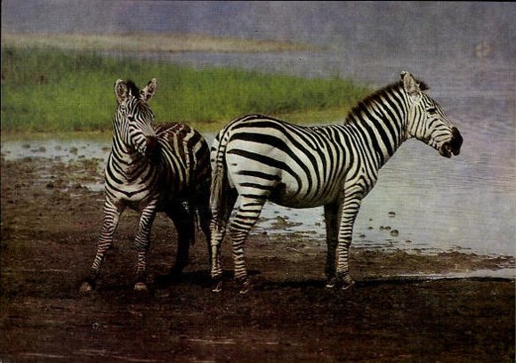 8 old PCs various zoo animals, wild animals, zebra, giraffe, donkey