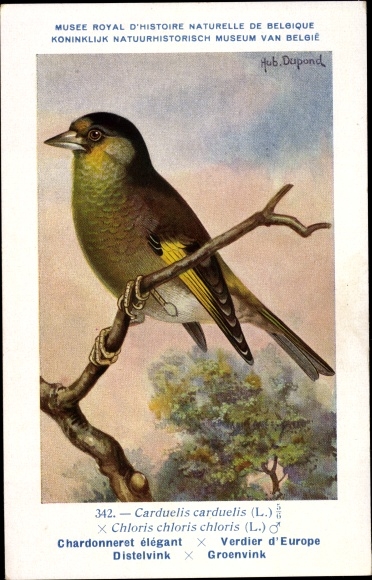 Artist Postcard Dupond, Hub., Chardonnaret elegant, Distelvink, No. 342