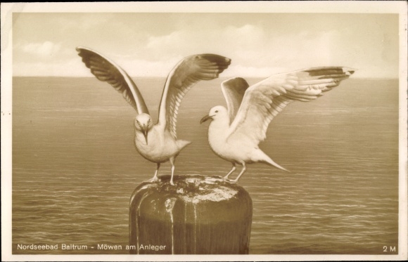 PC Baltrum, seagulls at the investor