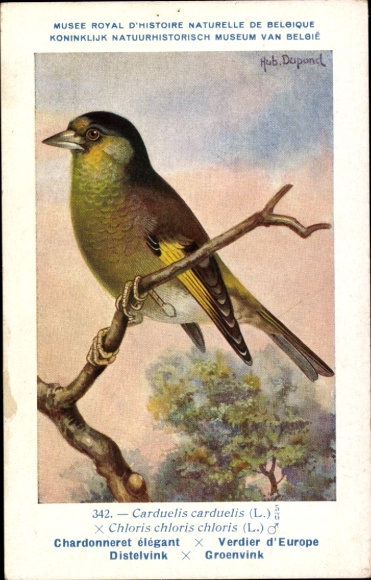 Künstler Ak Dupond, Hub., Chardonneret elegant, Distelvink, Nr 342