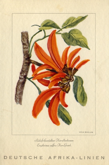 Artist menu card Bohlen, Lulu, steamer Adolph Woermann, July 26, 1938, main meal, coral tree