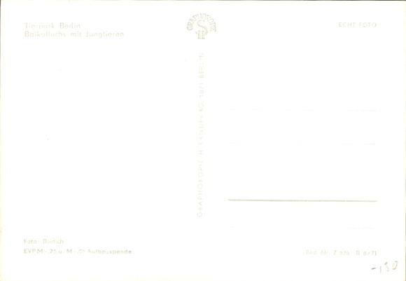Postcard Berlin Lichtenberg Friedrichsfelde, Tierpark Berlin, Baikal lynx with young
