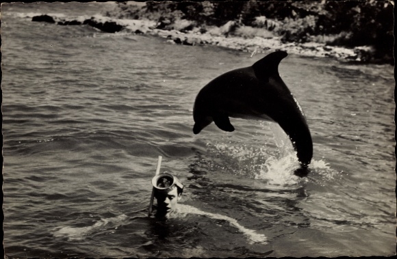 Postcard Actor, Delphin Flipper