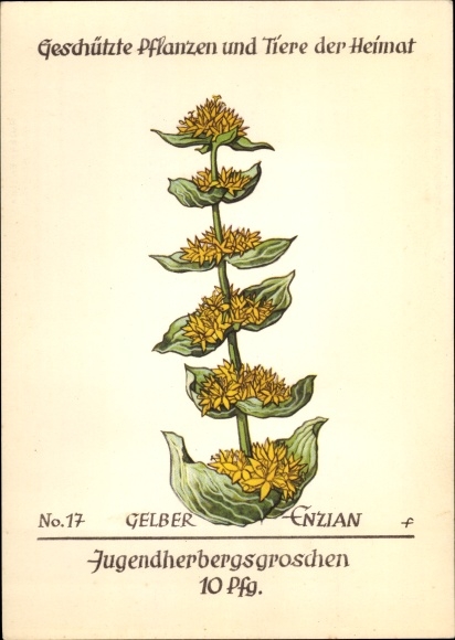 Artist PC yellow gentian, protected plants and animals of the homeland No. 17, youth hostel work