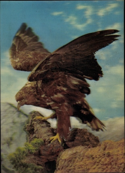 3 D Postcard eagle on rock