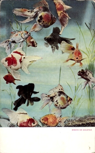 Postcard Fish, Goldfish, Kingyo