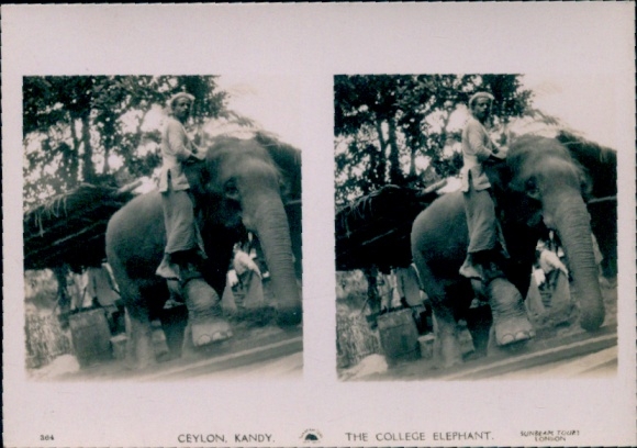 Stereo Photo Kandy Sri Lanka Ceylon, The College Elephant