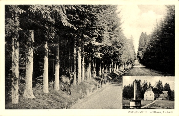 Postcard Eulbach Michelstadt in the Odenwald, forest restaurant Forsthaus, forest, deer, landscape, two-part