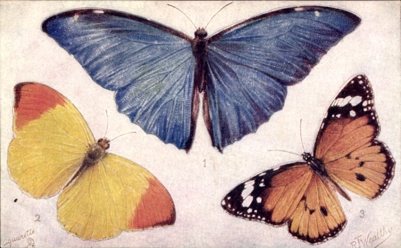 Twórcy puzzli KP Wealthy, RT, Motyle i ćmy, Morpho Adonis, Eronia leda