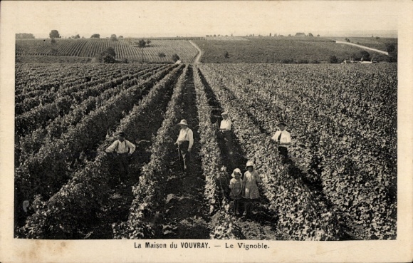 CPA Vouvray Indre et Loire, Le Vignoble