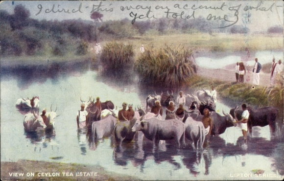 Postcard Colombo Ceylon Sri Lanka, View on Ceylon Tea Estate, Lipton
