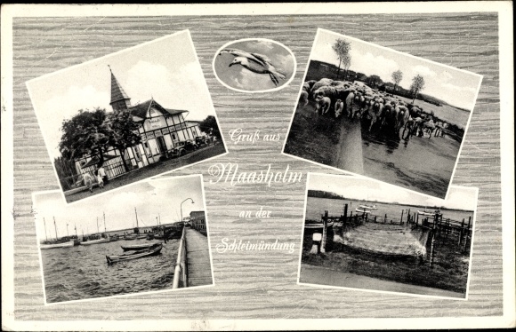 Ak Maasholm in Sleeswijk-Holstein, lushal, zeemeeuw, schapen, visnetten