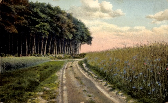 Postcard Delmenhorster Geest, cornflowers on the path