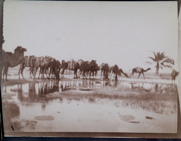 Photo circa 1900, Touggourt Algeria, camels, caravan