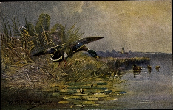 Artist PC Müller, M., pond game with ducks, hunting pictures