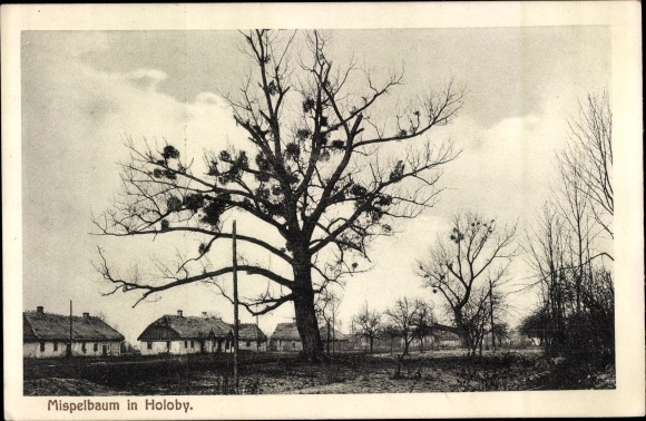 Ak Holoby Ukraine, sectie met een mispelboom