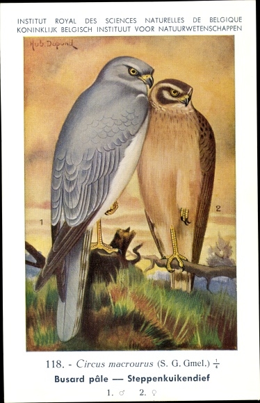 Artist PC Dupond, Hub., Busard pale, Steppenkuikendief, no. 118