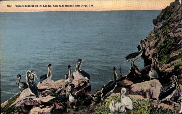 Postcard San Diego California USA, Pelicans high on the ledges, Coronado Islands