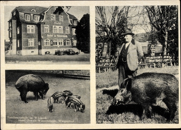 Postcard Würgendorf Burbach, Hotel zur Wasserscheide, owner Oswald with his wild boar