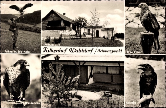 PC Walddorf Altensteig Baden Württemberg, Falkenhof, common raven, peregrine falcon, white-tailed eagle, red kite