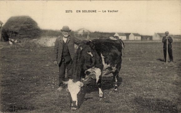Postcard En Sologne Loir-et-Cher, A man stands next to a cow in a meadow.