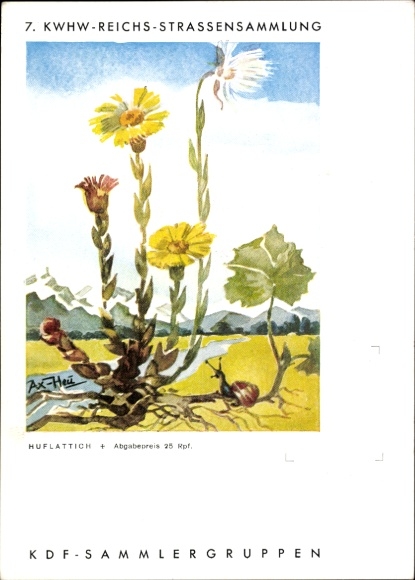 Artysta KP Axster Heudtlaß, 7. KWHW Reichsstraßensammlung, grupy kolekcjonerskie KDF, Coltsfoot