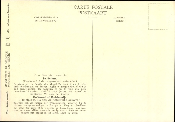 Artist PC Mustela nivalis, mouse weasel, Musée Royal D&#39;Histoire Naturelle de Belgique