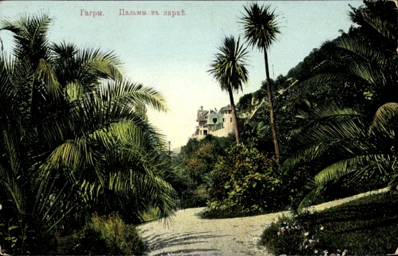 Ak Gagry Abchasien Georgien, Palmiers dans la parc
