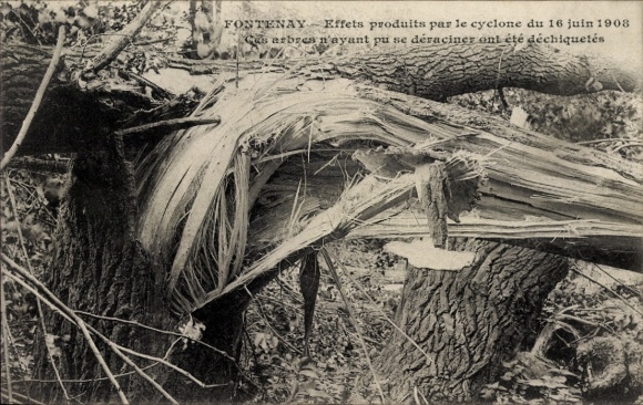 PC Fontenay sous Bois Val de Marne, forest damage