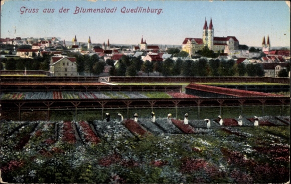 Ak Quedlinburg in het Harzgebergte, bloemenstad met bloeiende velden, stadsgezicht,