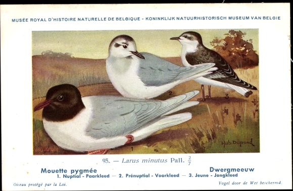 Artist Postcard Dupond, Hub., Mouette pygmee, Dwarf Gull, No. 95