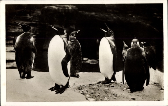 PC Hamburg Eimsbüttel Stellingen, Carl Hagenbecks Tierpark, south polar panorama, king penguins